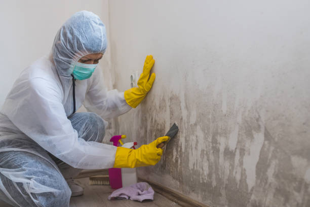 Best Industrial Mold Remediation in Levelland, TX