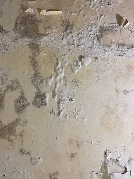 Trusted Levelland, TX Mold Remediation Experts