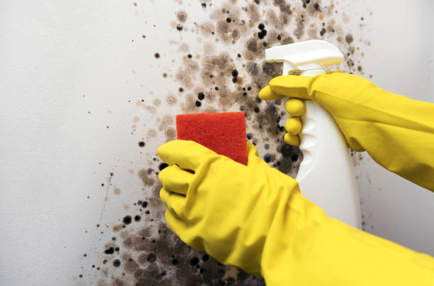 Best Basement Mold Remediation in Levelland, TX
