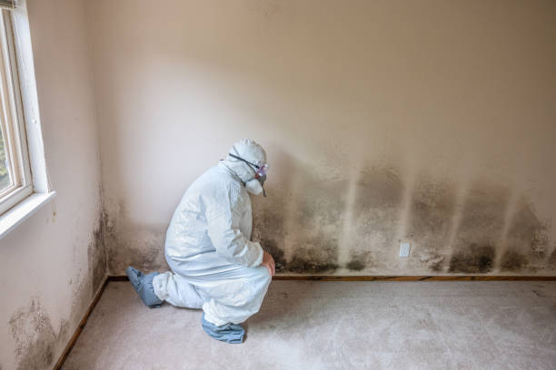 Best Post-Flood Mold Remediation in Levelland, TX