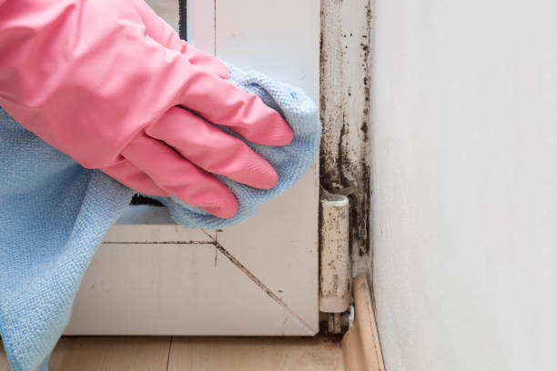 Best DIY Mold Remediation Support Services in Levelland, TX